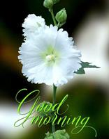 Good Morning Images 2024 スクリーンショット 2