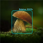 Mushrooms - AI Identifier icon