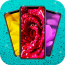 Flowers and roses wallpapers APK