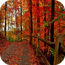 3 차원 가을 배경 화면 APK