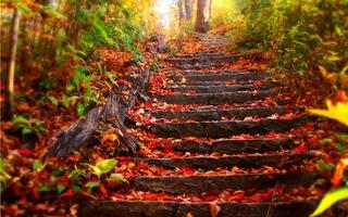 Autumn wallpapers اسکرین شاٹ 2