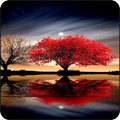 Beautiful Wallpapers