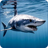 Hai Hintergrundbilder