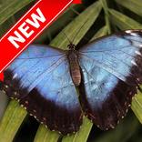 Butterflies WallPapers