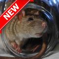 Rats WallPapers