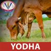 YODHA GADVASU APK