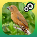 Canto do Azulao Femea APK