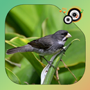 Canto de Coleiro APK