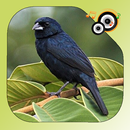Canto de Tiziu Fêmea APK