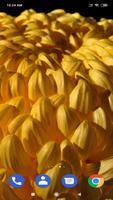 Chrysanthemum Wallpaper تصوير الشاشة 1