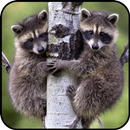 Cute Raccoon Wallpaper APK