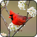 Bulbul Wallpaper APK