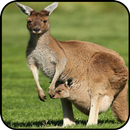 Kangaroo Wallpaper APK