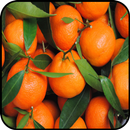 Orange Wallpaper APK