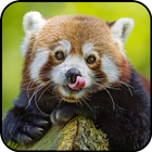Red Panda Wallpaper icon