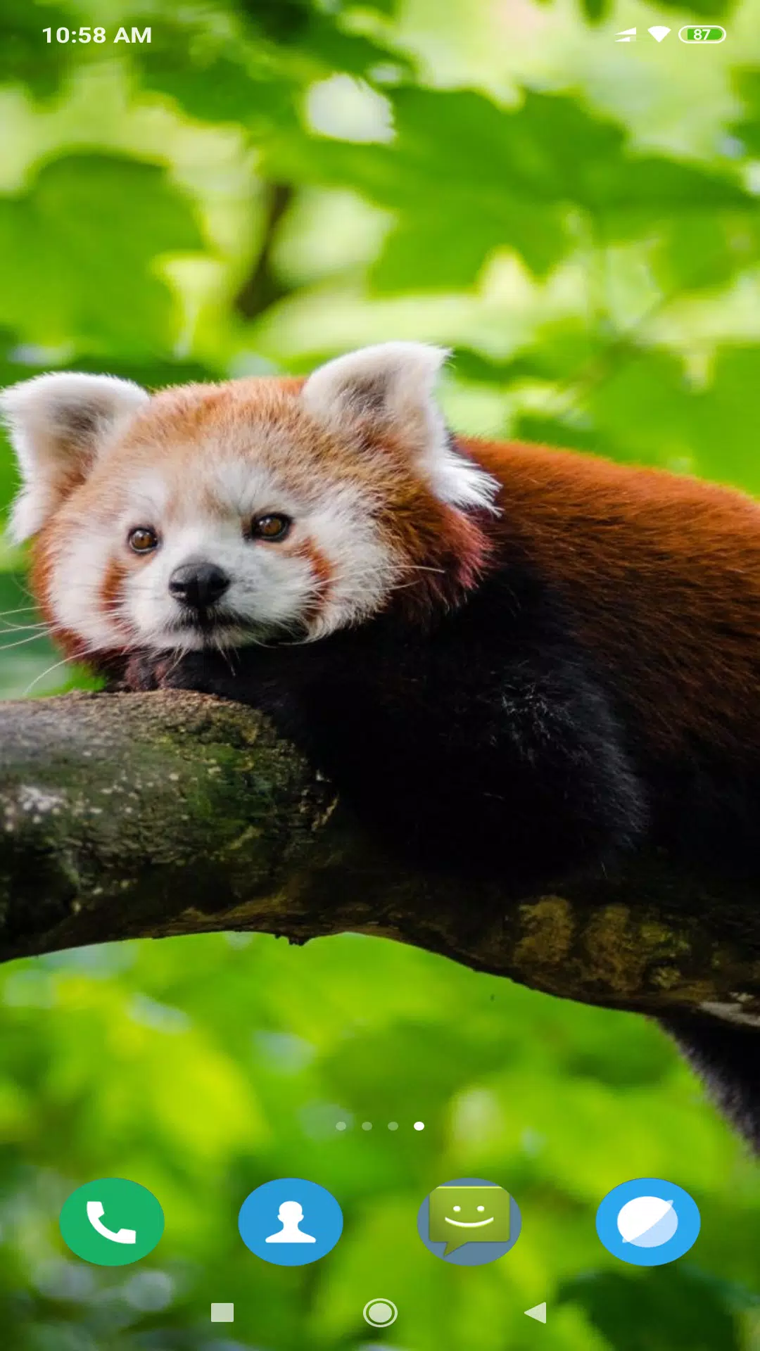 Red Panda Wallpaper Apk For Android Download