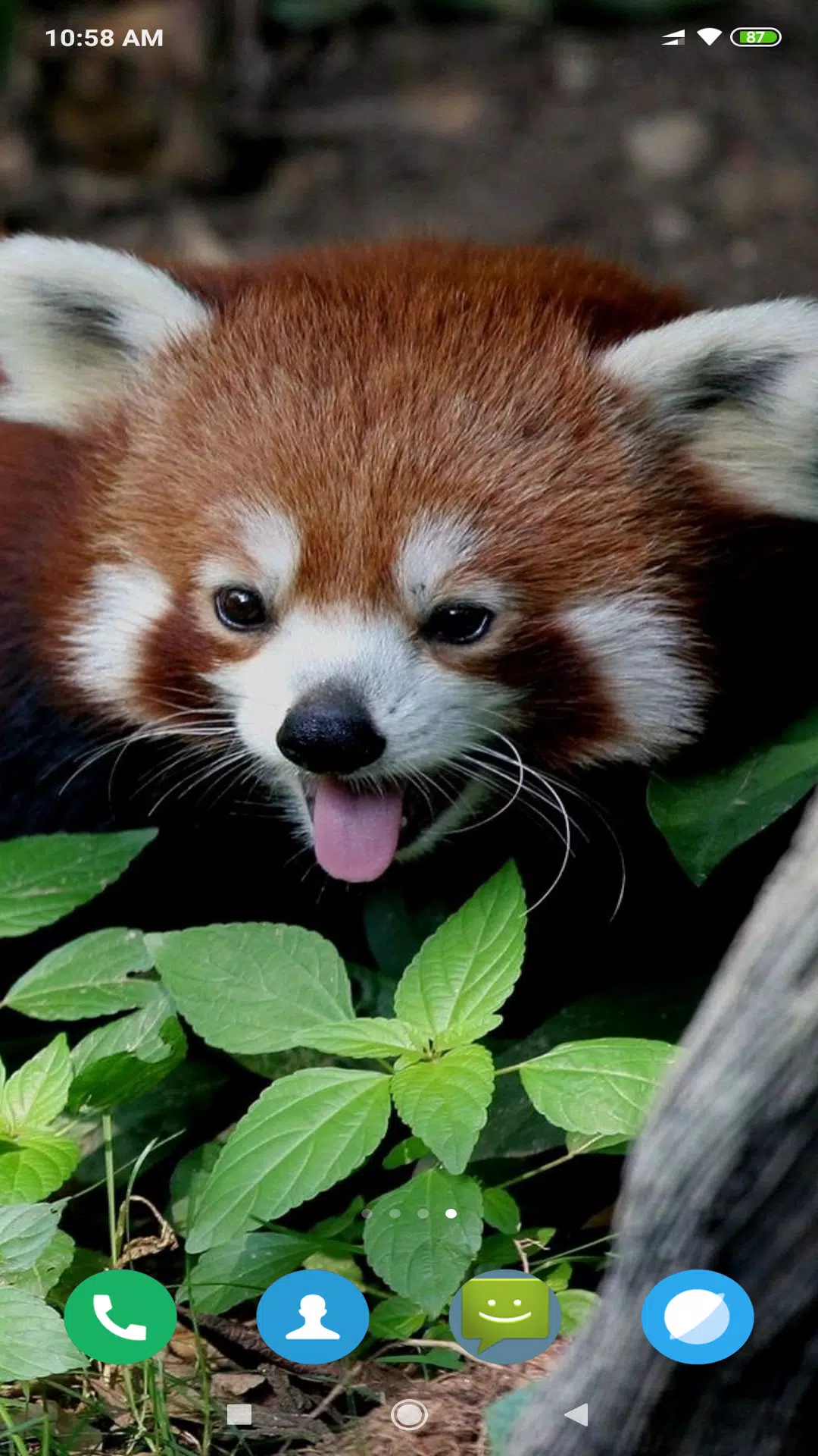 Red Panda Wallpaper Apk For Android Download Red Panda Wallpaper Apk For Android Download