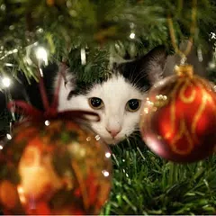 Advent Calendar Christmas Cats