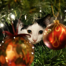 Advent Calendar Christmas Cats APK