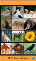 Zoo Sound Board poster
