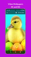 VideoHub - Video Live Wallpape 截圖 1