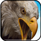 Birds Flying Eagle Simulator 3D icon