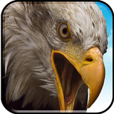 ptaki latające symulator Eagle 3D ikona