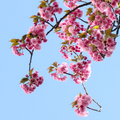 Spring Slide Puzzle
