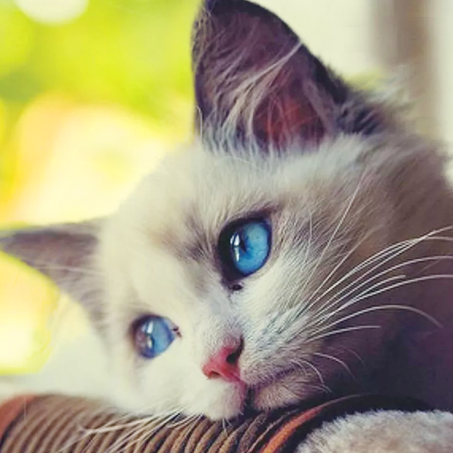 Talking Cat: My Cute Pet Sim
