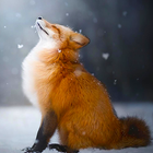 Talking Fox icon