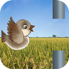 Sweet Bird icon
