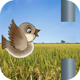 Sweet Bird biểu tượng