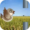 Sweet Bird APK