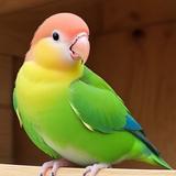 Bird Guessing Fun Trivia иконка