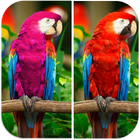 Spot Difference - Bird Puzzle icono