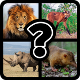 Which animal: Угадай животное
