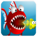 Fish Feeding : Hungry Fish
