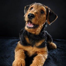 Airedale Terrier - HD Wallpapers APK