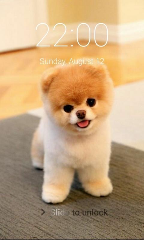 Puppy Dog Pattern Lock Screen APK for Android Download