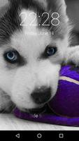 Husky Puppy HD Lockscreen Pin gönderen