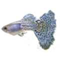 Guppy Labs