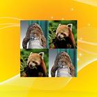 Jungle Match Game icon