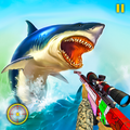Shark Deadly Hunting Beach