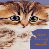 صور قطط حزينه بدون نت poster