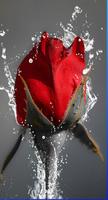 Les roses tombent amoureuses capture d'écran 3