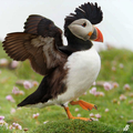 Atlantic Bird Wallpaper