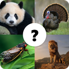 Animals Quiz ícone