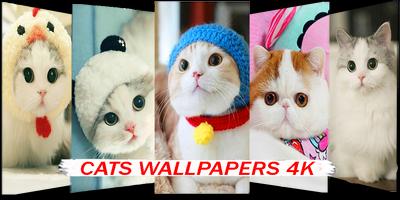 cat wallpaper poster