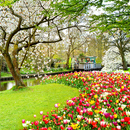 APK Beautiful Garden Wallpaper