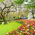 Beautiful Garden Wallpaper-icoon